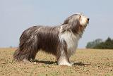 BEARDED COLLIE 279